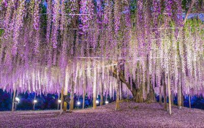 Découvrez cette féerique glycine géante au Japon : le plus bel arbre du Monde ?