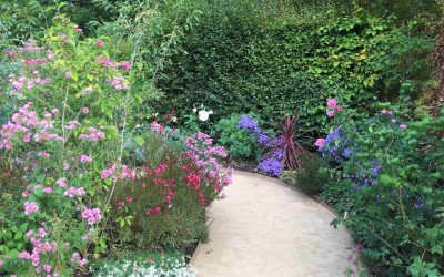 Les plantes qui résistent à tout !