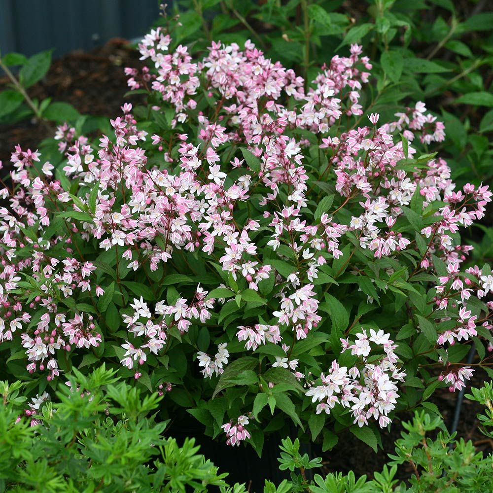 Deutzia