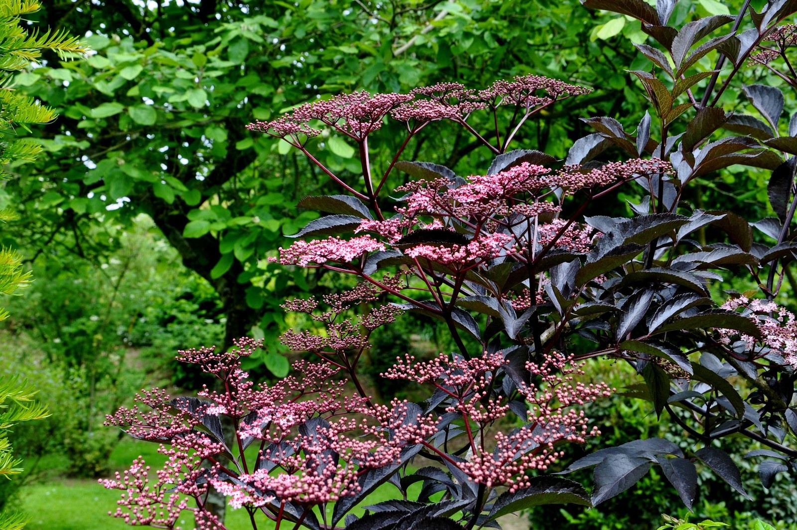 Ail à Fleurs